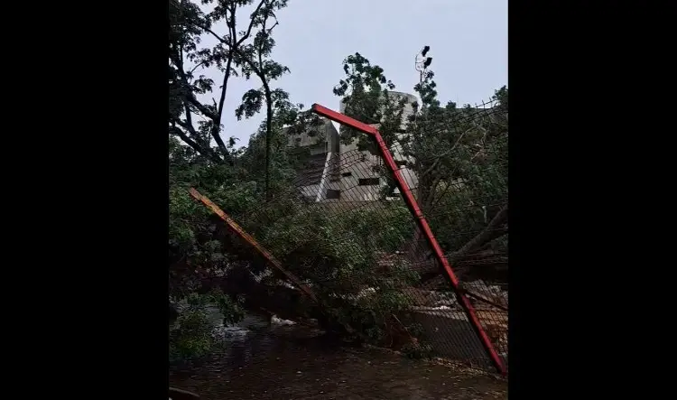 Se cae árbol en el 'Pirata' y destruye parte de la construcción