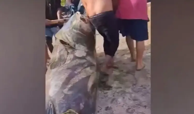 ¡TREMENDO! Capturan un gigante marino de 290 kilos (VIDEO)