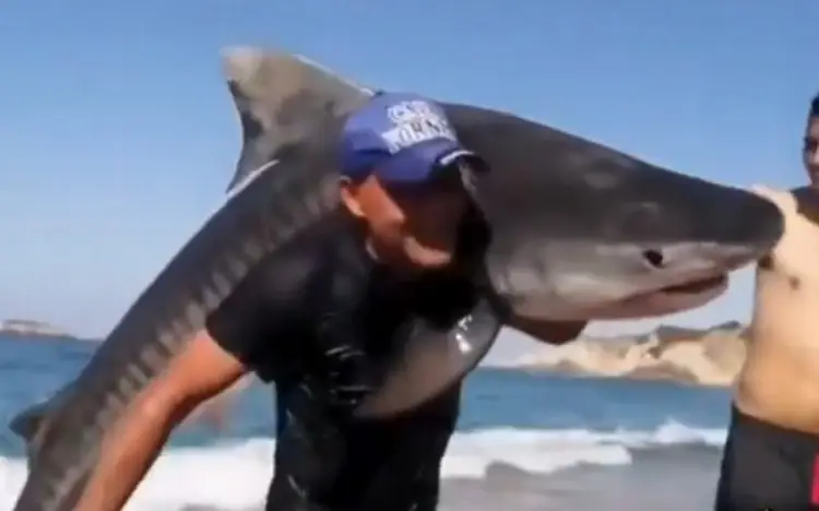 Pescador captura un tiburón tigre con sus manos (VIDEO)
