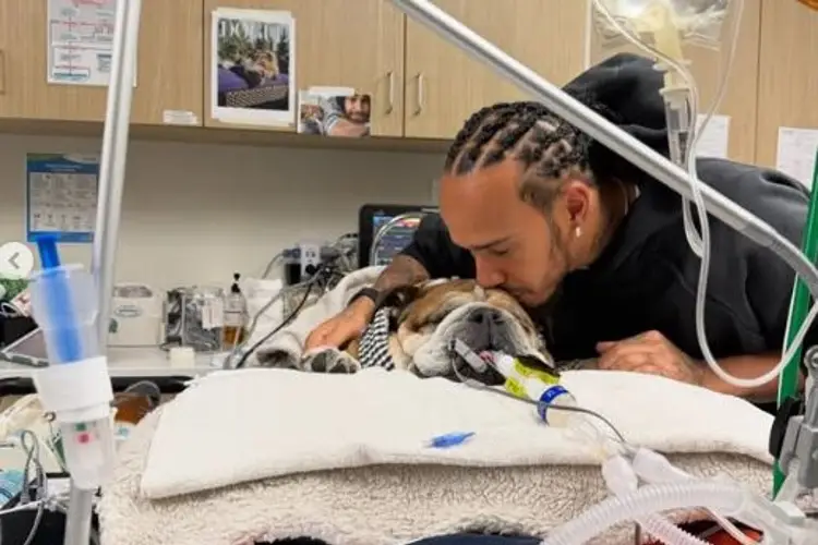 Perrito de Hamilton muy grave de salud