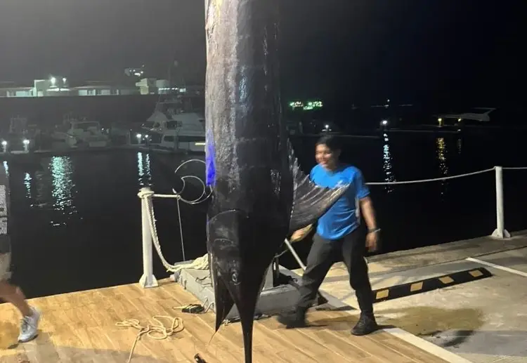 ¡IMPRESIONANTE! Así fue como sacaron el Marlin de más de 600 libras en Veracruz (VIDEO + FOTOS) ¡IMPRESIONANTE! Así fue como sacaron el Marlin de más de 600 libras en Veracruz (VIDEO + FOTOS)