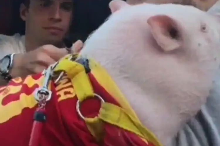 Jugador del Barcelona sorprende firmando autógrafo en un cerdo (VIDEO)