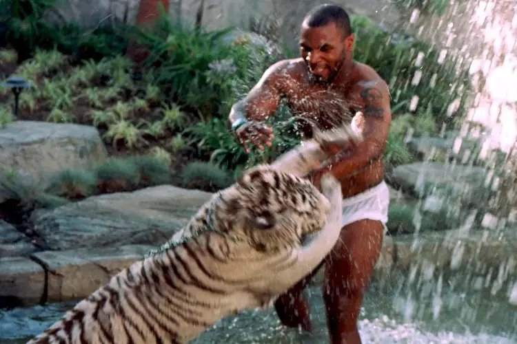 La historia del por qué Tyson perdió a sus tigres de bengala