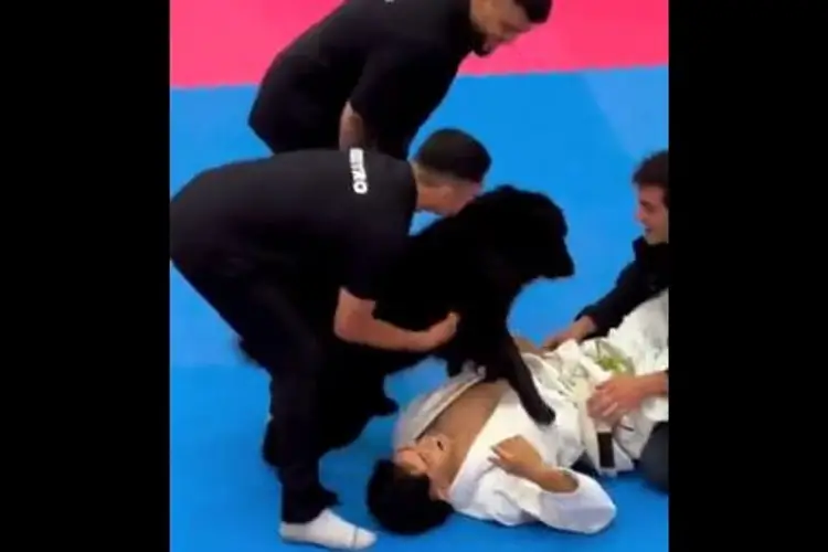 Perro 'ayuda' a su dueño en torneo de jiu-jitsu (VIDEO)