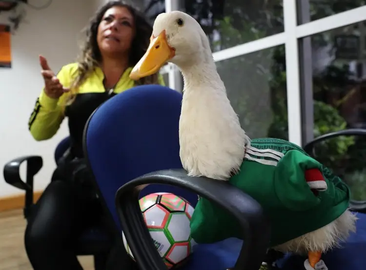 Pato Merlín, la gran sensación del Mundial 2026