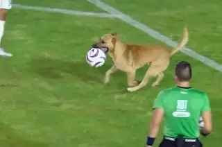 Un perro se roba el show en juego de la Liga de Expansión (VIDEO)