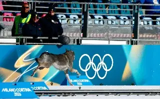 Perrito interrumpe competencia en Juegos Olímpicos y hasta la meta cruzó (VIDEO)